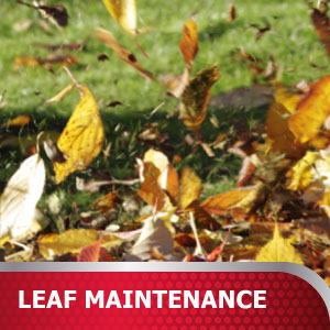 Leaf Maintenance Products